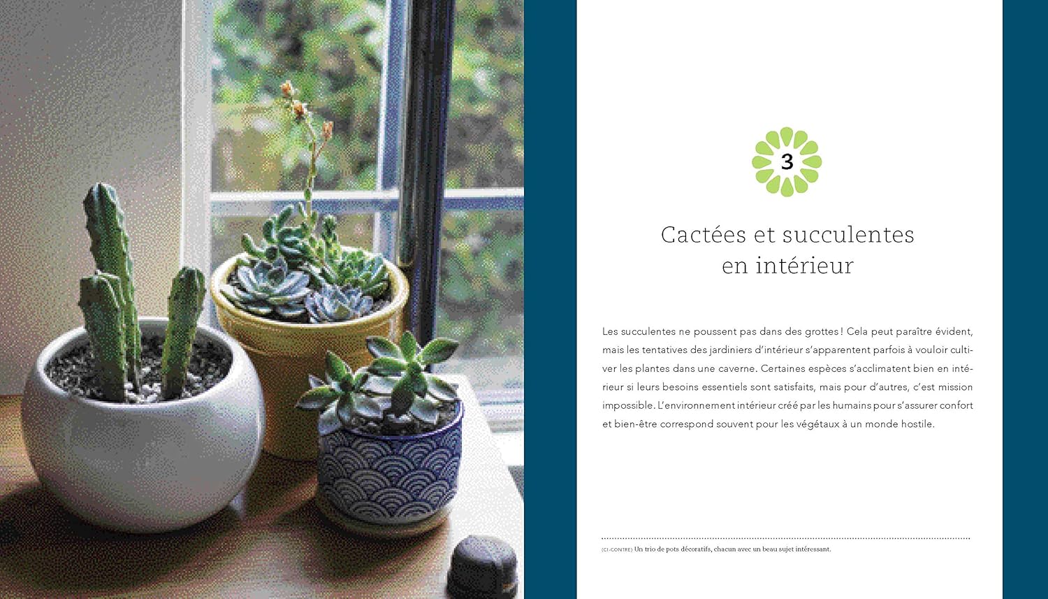 Fascinantes succulentes: Choisir, cultiver et prendre soin des cactus et autres plantes grasses