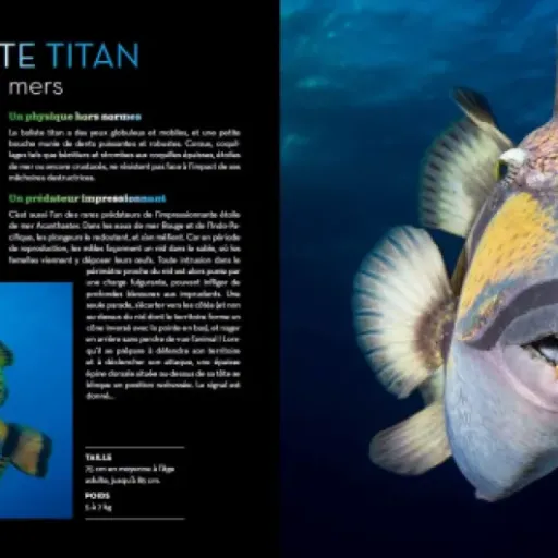 Test Fascinantes créatures : un gros livre illustré sur les abysses qui en met surtout plein les yeux