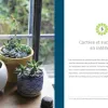 Test Fascinantes succulentes : un guide sérieux pour ne plus tuer ses cactus en 3 semaines