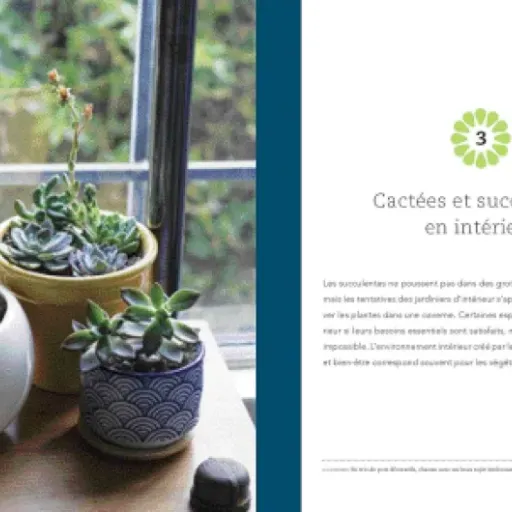 Test Fascinantes succulentes : un guide sérieux pour ne plus tuer ses cactus en 3 semaines